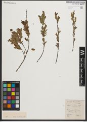 Foto von Salix myrtilloides L.